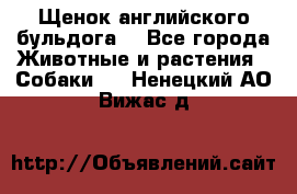 Щенок английского бульдога  - Все города Животные и растения » Собаки   . Ненецкий АО,Вижас д.